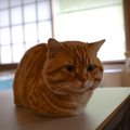 テントで遊んだりこたつの上でちょこんと座ったり可愛い猫さんがたく…