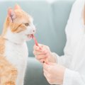 猫への『おやつの与え方』で起こりうる3つのトラブル　注意すべき理由から…