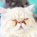 愛猫の健康トラブルのサインかもしれない『顔の汚れ』3選　なかには危…