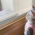 え…？本物？直立するマンチカン子猫さんが完全にぬいぐるみ♡