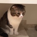 『寂しくなっちゃった…』預かっていた子猫ちゃんたちとのお別れにしょ…