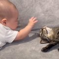 触りたそうに手を伸ばしてくる赤ちゃんに…猫が見せた『素敵すぎる神対応』…