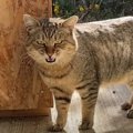 『庭に住み着いた野良猫』と仲良くなった結果…1年間の変化が感動的す…