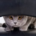 猫にドライヤーを上手にかける4つのコツと嫌う理由