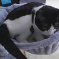 ハンモックで寛ぐ猫ちゃんに“わしゃわしゃ”してみた！