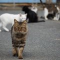 『猫の集会』はいつ行われているの？人間が知らない3つの秘密を徹底調査！