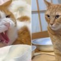 同居猫に喧嘩を仕掛けようとしたら、先に威嚇されて…納得のいかない猫が見…
