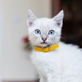 猫につけてはいけない『危なすぎる首輪』の特徴4選　つけるなら“安全第一”…