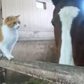 『逃げる猫と遊びたい馬』ほのぼのとした光景に96万人がほっこり 「穏…