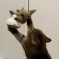久しぶりに猫の『お気に入りのぬいぐるみ』を取り出したら……笑わずにはい…