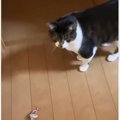 実家から帰った後、母から送られてきた『猫の様子』を見たら…涙せずにはい…