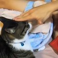 久しぶりに『大好きな娘』と遊んでいた猫…可愛すぎる『じゃれ合いの様子』…