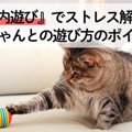 室内遊びでストレス解消！ねこちゃんとの遊び方のポイント