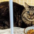 飼い主が死去した猫……仲間に囲まれ第二の猫生を歩む！