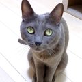 無言で何かを訴えるネコ→ついていくと、部屋の隅に案内され…あまりにも愛…