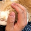 絶対に人間を寄せ付けない野良猫...その後の大変化とは