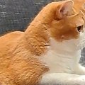 ソファーでくつろいでいた猫→『後ろ足』を見てみたら…予想外の『中途半端…