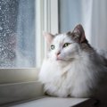 猫も『低気圧』だと体調に変化が？考えられる影響と対処法　疾病によって…