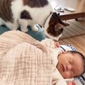 猫2匹が『赤ちゃん』と初めて対面した結果…やさしく見守る姿が『尊す…