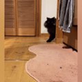 『おいで』と呼ばれた猫→トコトコと近づいてきて…とんでもなく尊い『愛お…