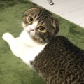 後ろ足がキュート♪寝そべる猫さん