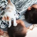 息子二人の『朝の目覚まし』を子猫にお願いした結果…微笑ましすぎる&q…