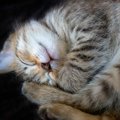 猫が『体を丸めて眠る』のはなぜ？4つの意味