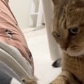 ママが帰宅してくつろぎ始めると、猫が近づいてきて……『可愛すぎる行…