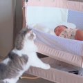 赤ちゃんが家に来て14日目→『猫たちの様子』を見ていると…賑やかな日常に…