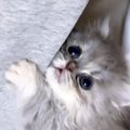 『かまって！』と猛アピールしてきた子猫→膝に乗せてあげると…悶絶必…