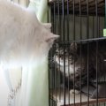 『初めてケージから出た保護猫』→先住猫と対面したら…まさかまさかの反応…