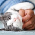 猫があなたに与えてくれる『良い影響』4選　心も体も丈夫になる？幸福度が…