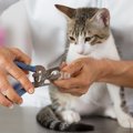 猫が爪切りを嫌がる3つの理由と対処法