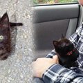 突然かけ寄ってきた小さな子猫…永遠の家族と出会い幸せに！