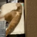 夏前は通れたはずの穴に、猫が挑戦した結果…77万再生された『笑撃的な…