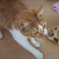 猫ちゃん達の特別なおやつタイム♪