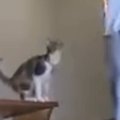 背後から近寄るネコ→飼い主の肩に乗ろうと『大ジャンプ』した結果…「コン…