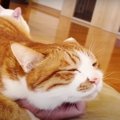 痺れとの勝負！甘えん坊猫ちゃんのお腹の下には…？