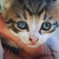 壁の隙間から抜け出せない子猫…決死の救出活動の行方は？