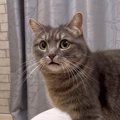 『猫飼い一度は絶対経験ある説…』"あるある"を撮影してみた…