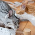猫が『グルーミング』を欠かさない理由4選　意外な役割やさまざまなメリッ…