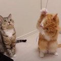 正反対なふたり！猫ちゃんたちの遊び方にご注目