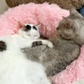 もう暑いのにくっついて眠る２匹のネコ→レアだと思い観察していたら…『ま…