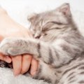 猫が『リラックス』している時の4つの仕草♡うっとり表情にも注目！