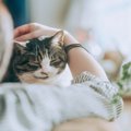 猫が『泣いている飼い主』のそばに寄り添う理由3つ　心配してくれてい…