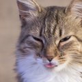 猫が舌を出す５つの理由！注意したい病気・症状について解説