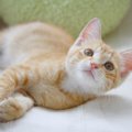 子猫の『離乳食期』の重要なポイント3つ　ご飯の切り替えで気を付ける…