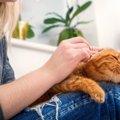 猫の『耳のお手入れ』はしてる？掃除をしない場合のリスクと2つのケア方法