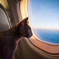 「猫は家族。絶対に置いていけない！」　中東の紛争地帯からペット45…