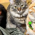 集まってきた3匹の猫→真ん中の子の『頭』を見たら…予想外の『武士がい…
